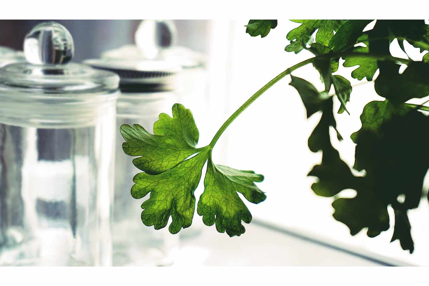 parsley leaf makes a great natural toner