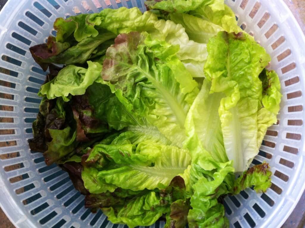 Leftover Greens: How to Avoid the Guilt of the Wilt 7 Leftover greens - How to avoid the guilt of the wilt