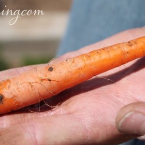 What’s it Like on the GAPS Intro Diet?