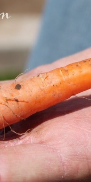 What’s it Like on the GAPS Intro Diet?