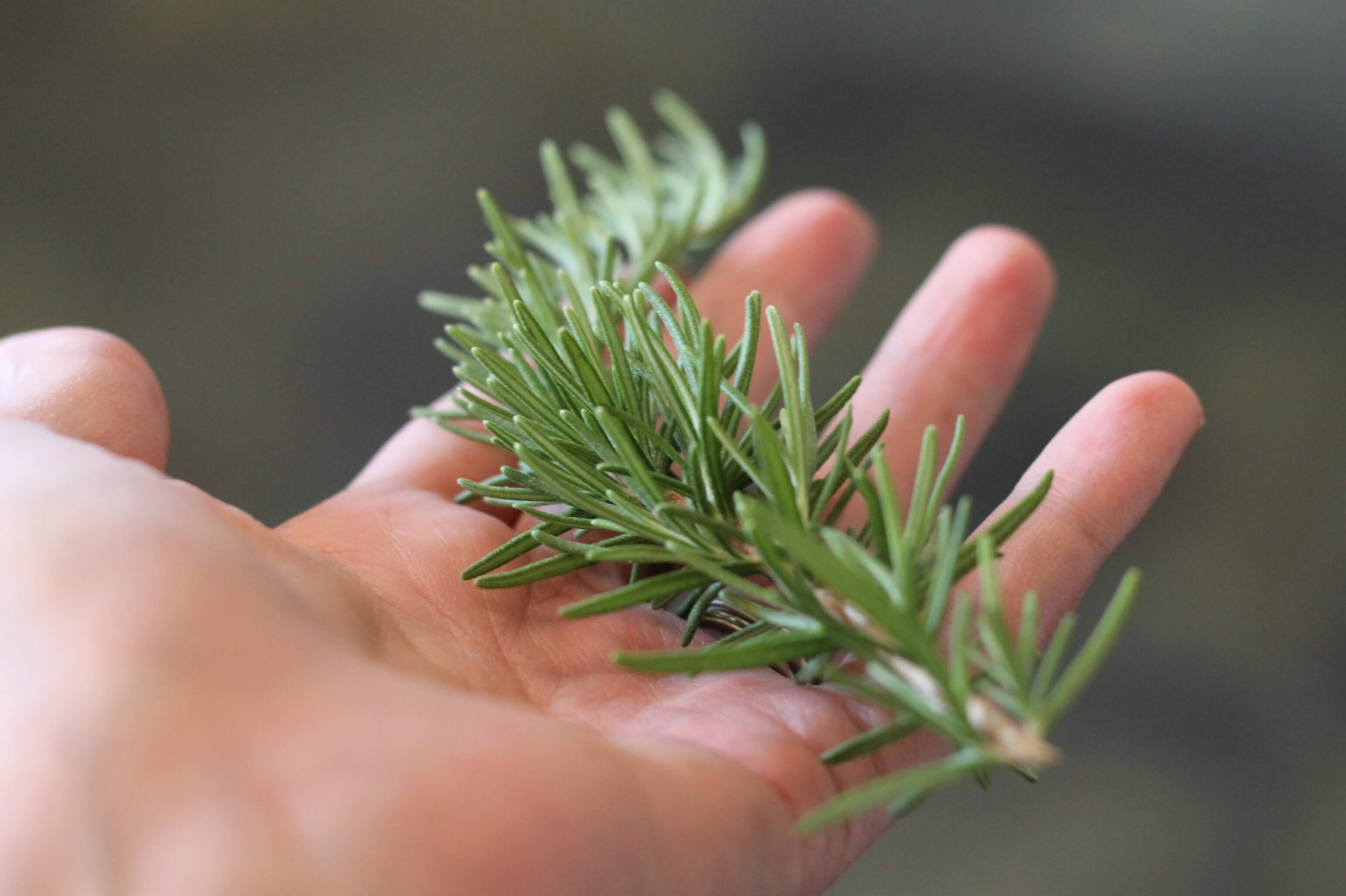 Homemade Herbal Shampoo 3 Homemade herbal shampoo - volumizing and no-poo!