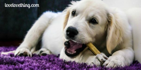 The Ultimate Natural Dog Care Directory