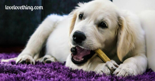 The Ultimate Natural Dog Care Directory 2 The Ultimate Guide to Natural Dog Care - check out the Ultimate Natural Dog Care Directory!